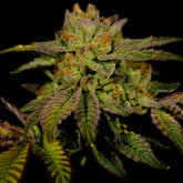 π Cherry Pie Autoflower Seeds (100% off)